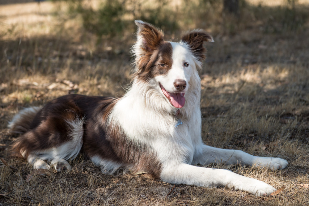 Border Collie