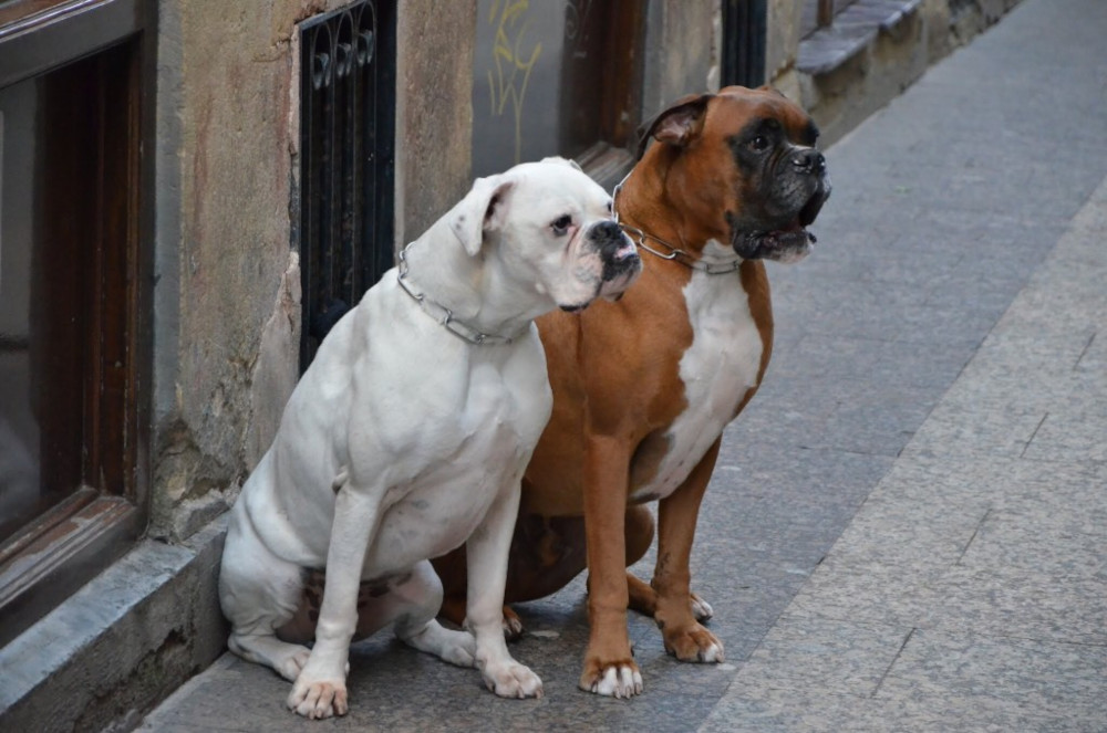 Bullmastiff