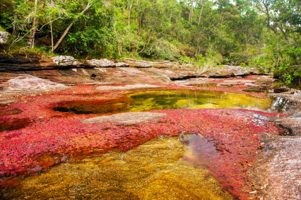 Caño Cristales