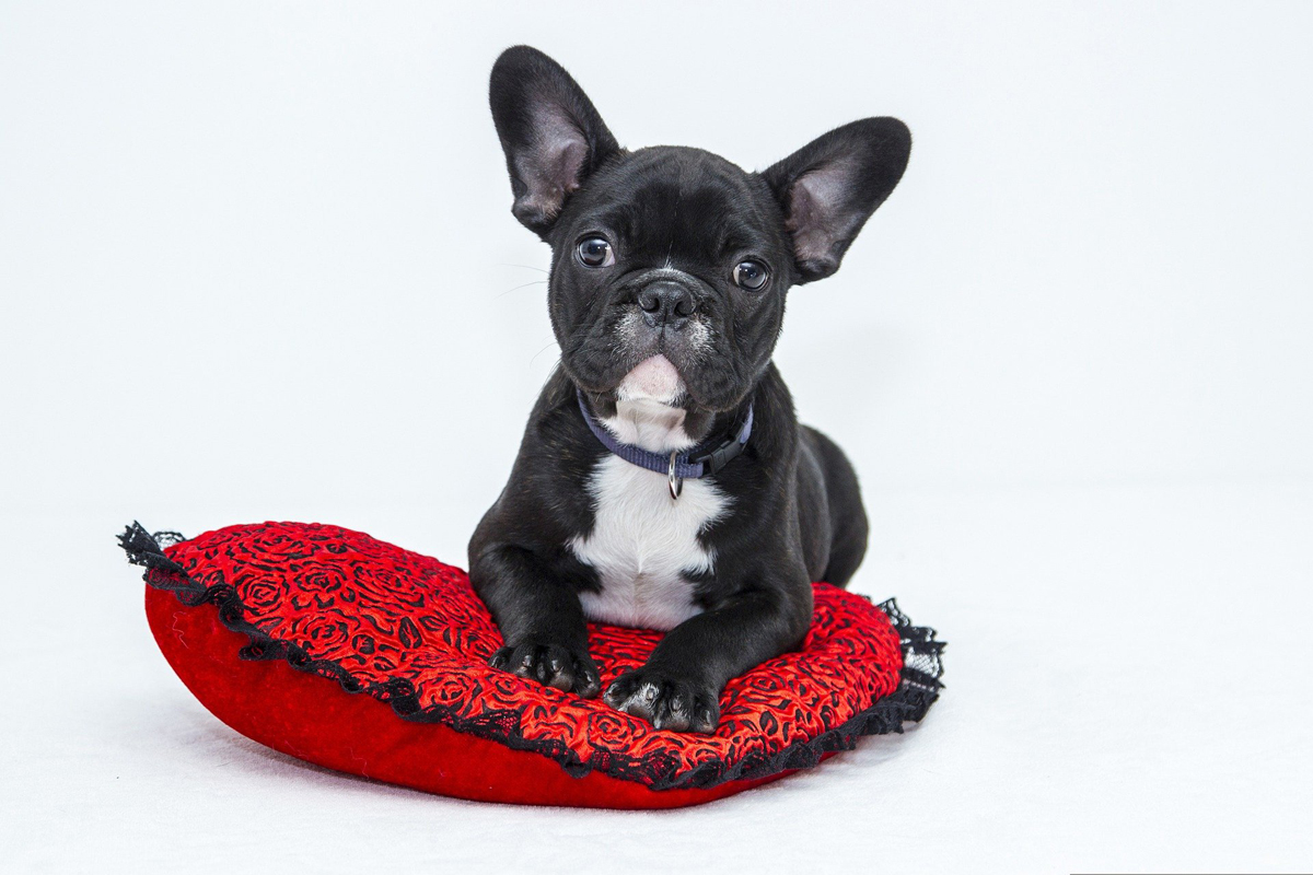 Idée de nom de chien femelle noir