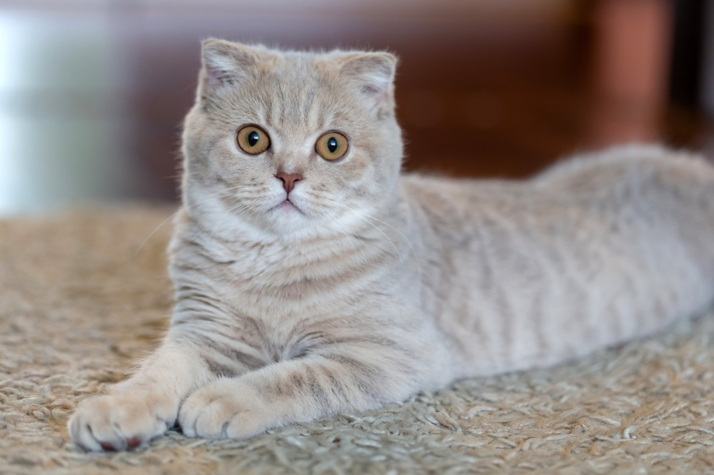 Scottish Fold