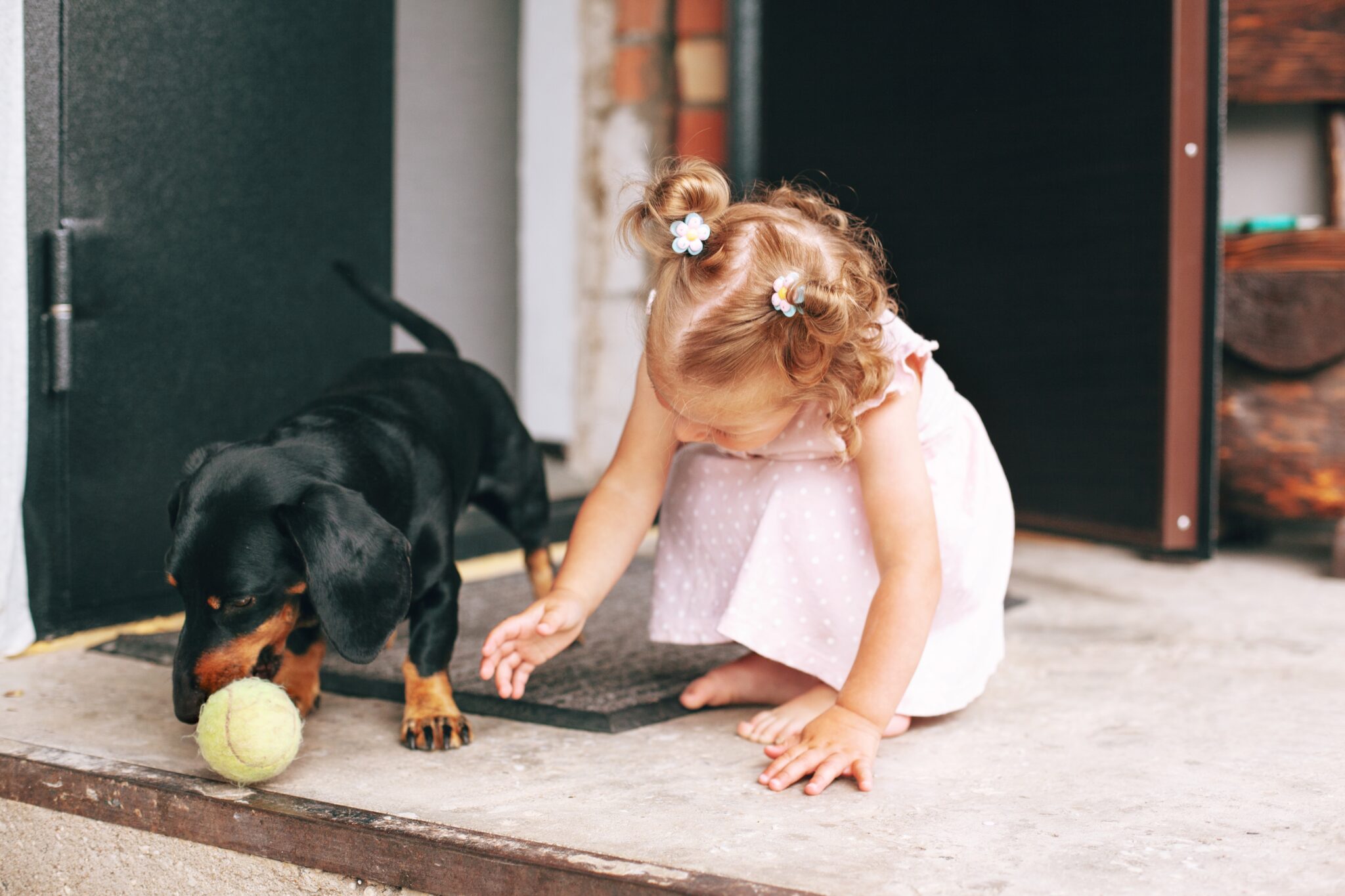 activités pour chiens