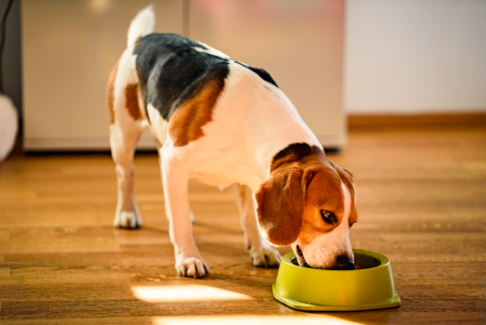 alimentaires chiens