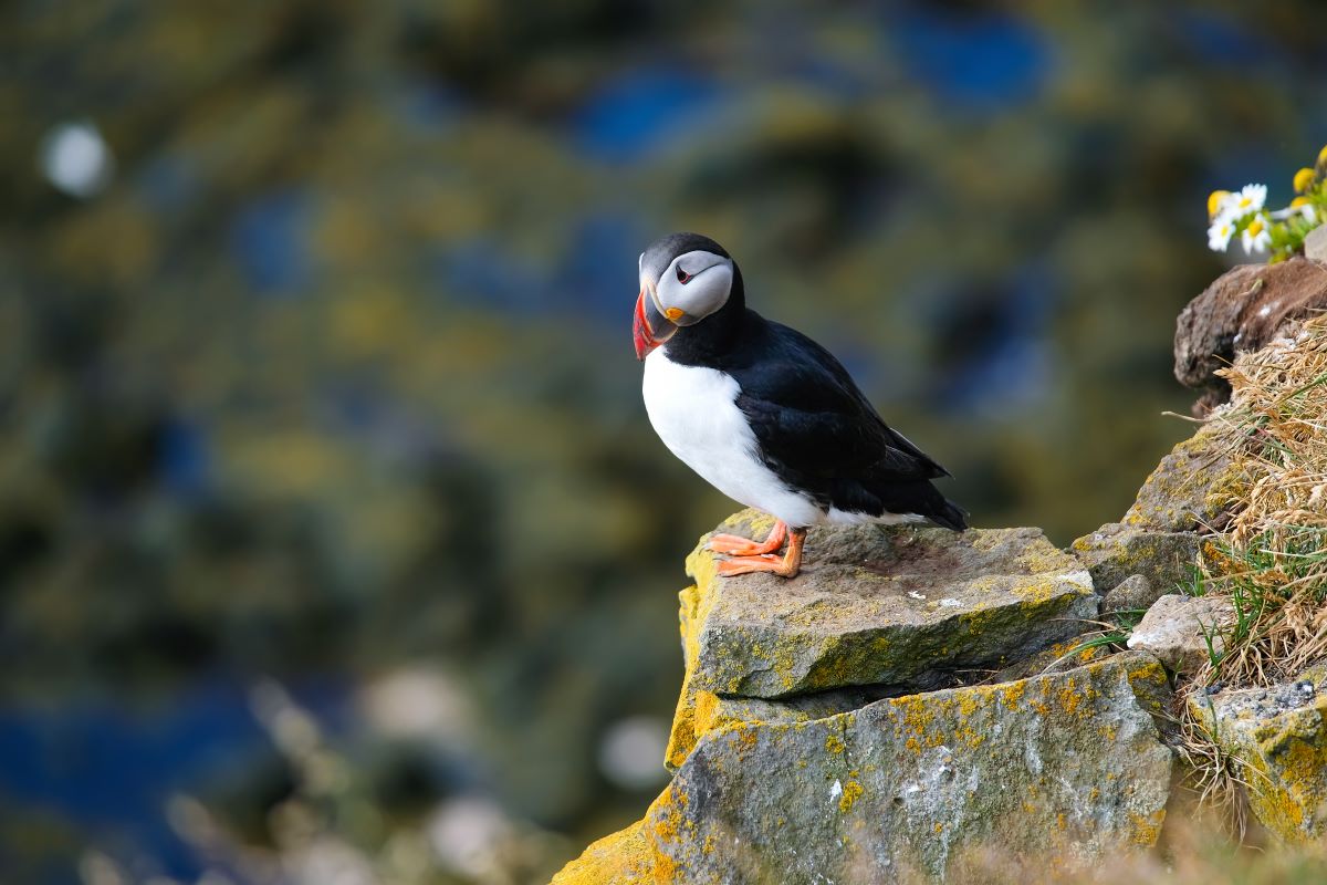 animaux islande