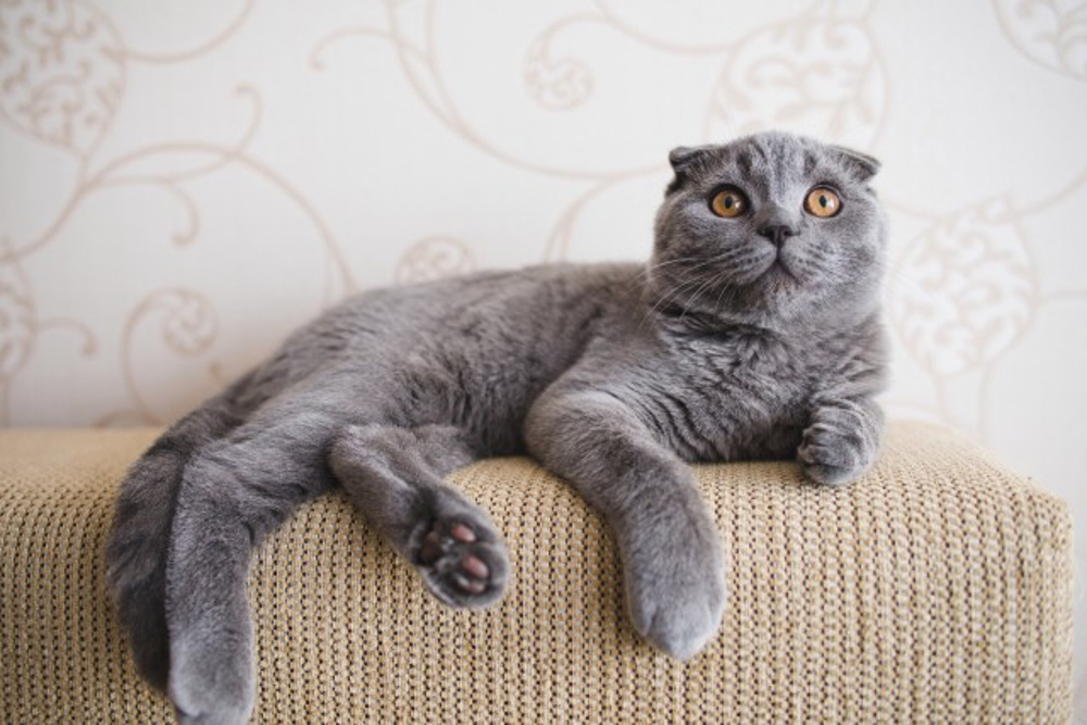 chat Scottish Fold