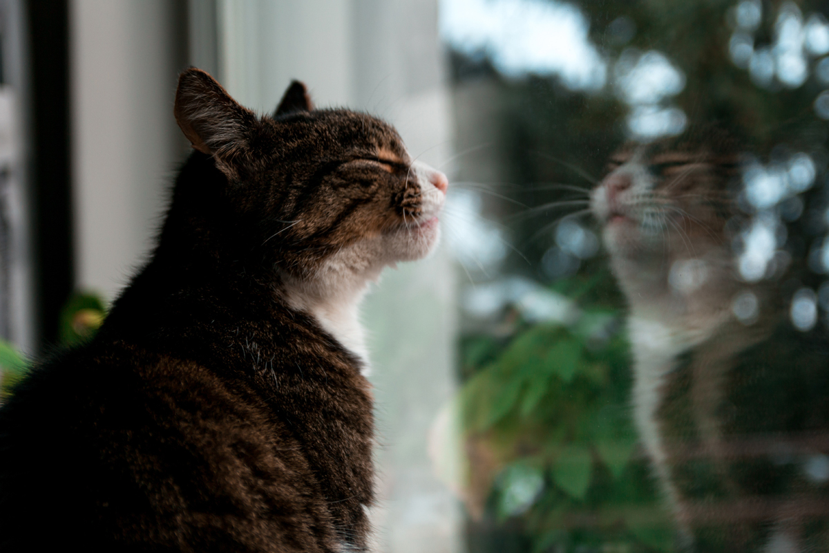 chat femelle noir