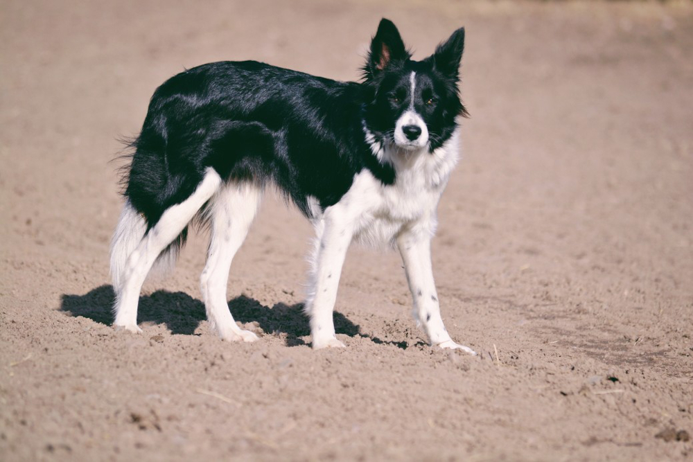 chien Border Collie