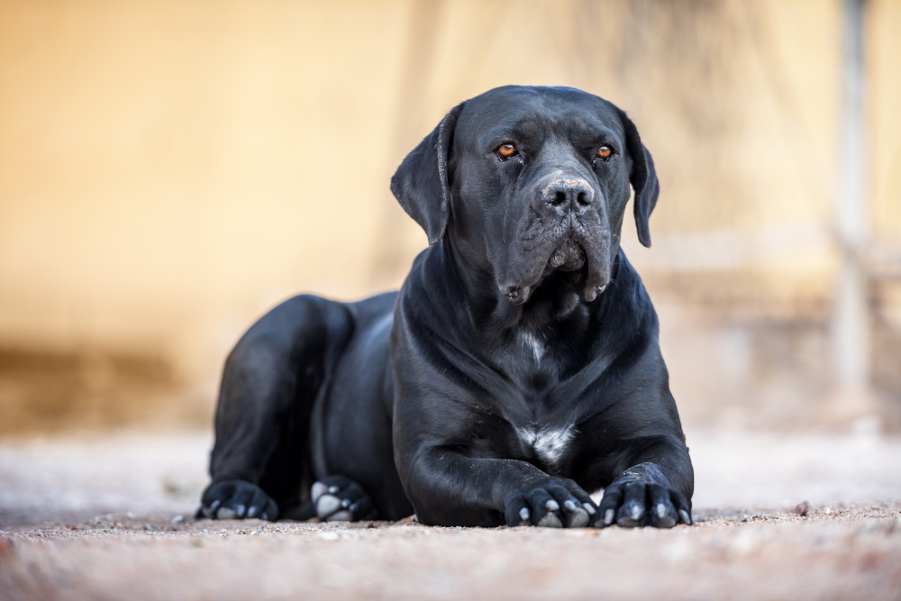 chien Cane Corso