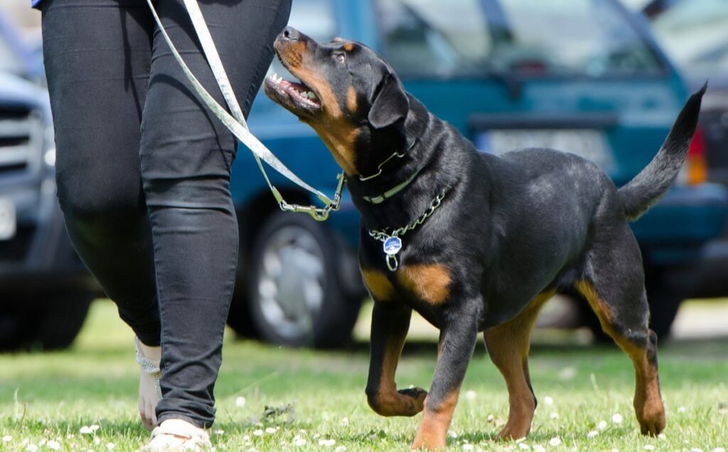 chien à risque