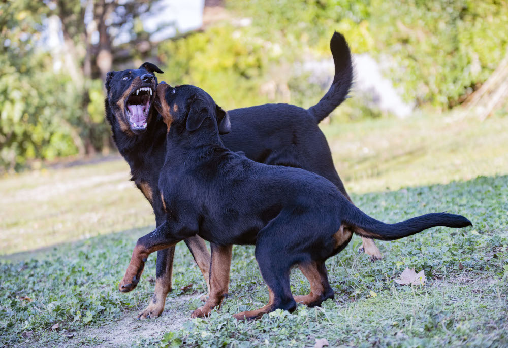 chien-agressif