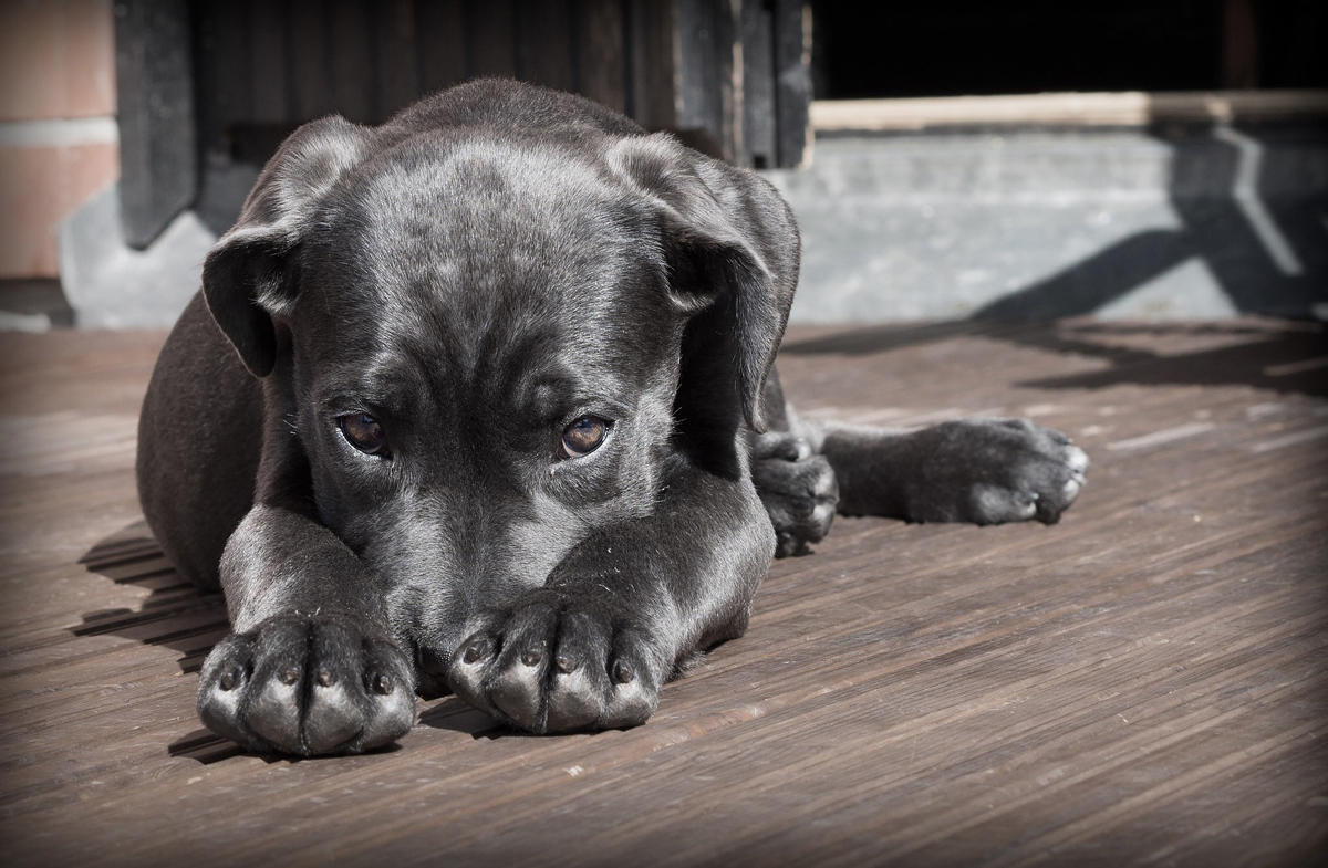 chienne noire