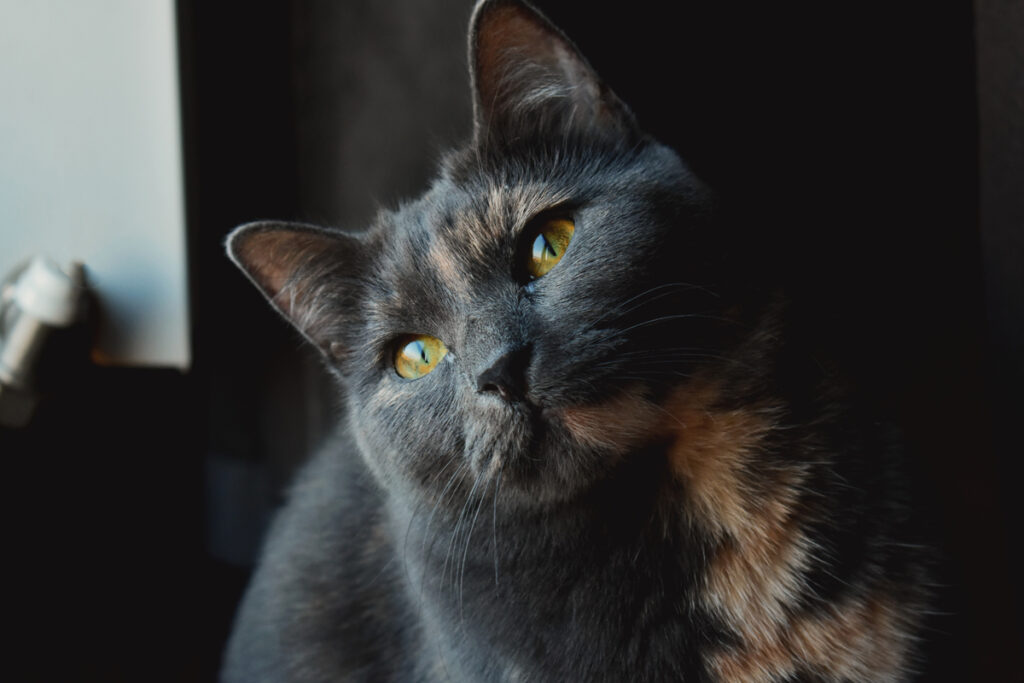 Nom de chat femelle noir Quel prénom choisir pour une