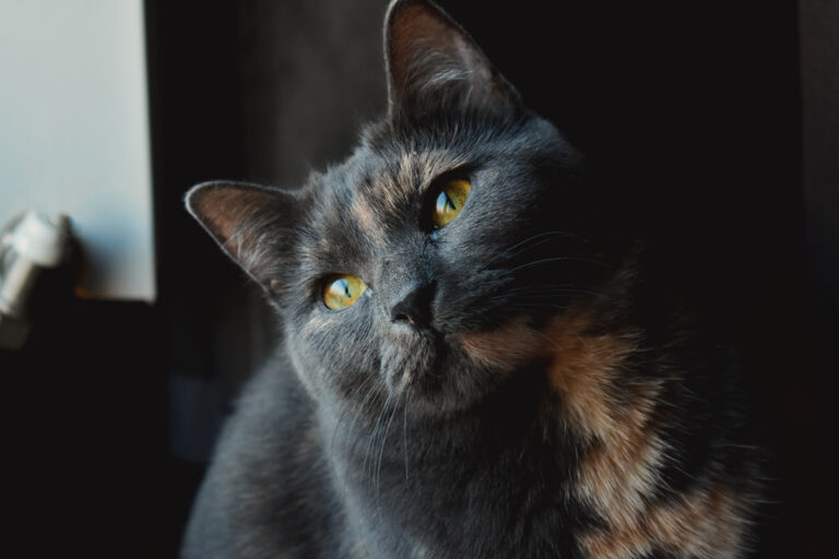 Nom de chat femelle noir Quel prénom choisir pour une chatte noire