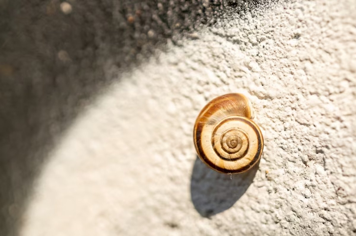 coquillage porte bonheur