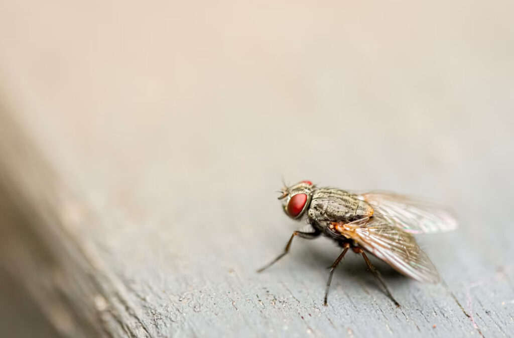 dernière journée mouche