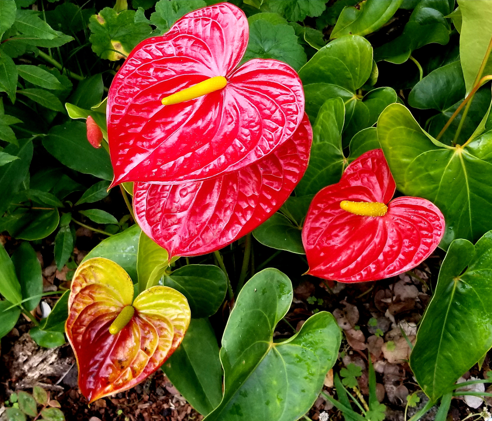 fleurs rouges