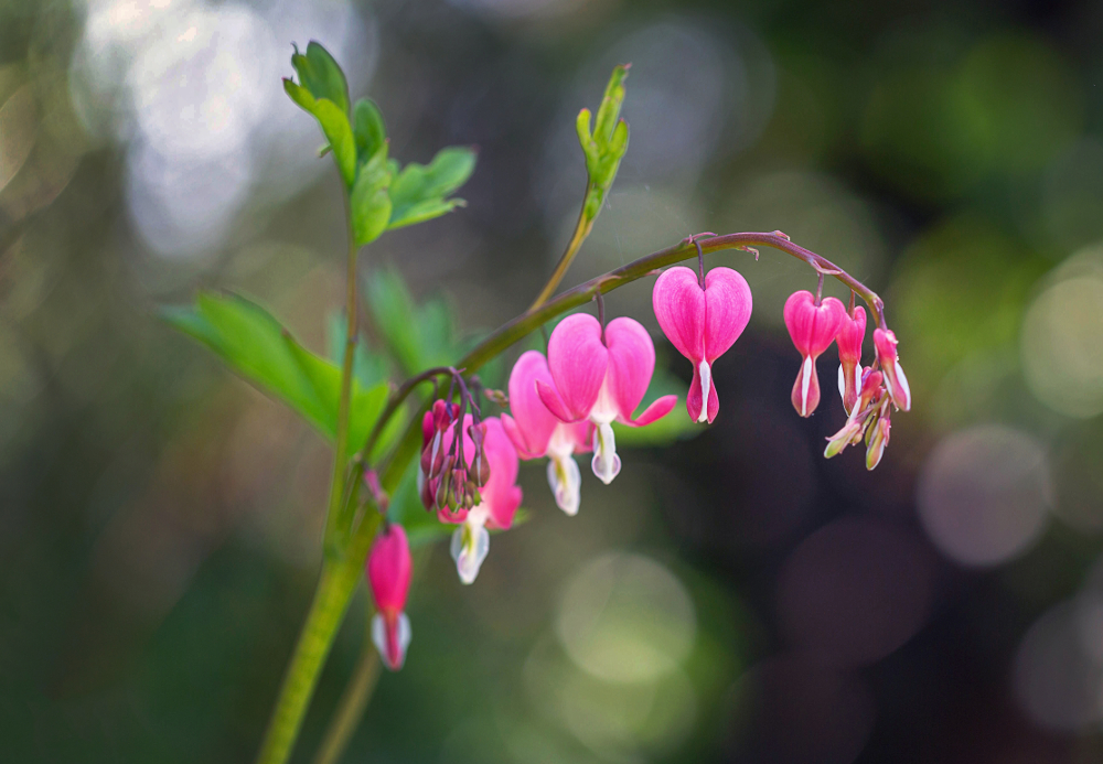 fleurs st valentin