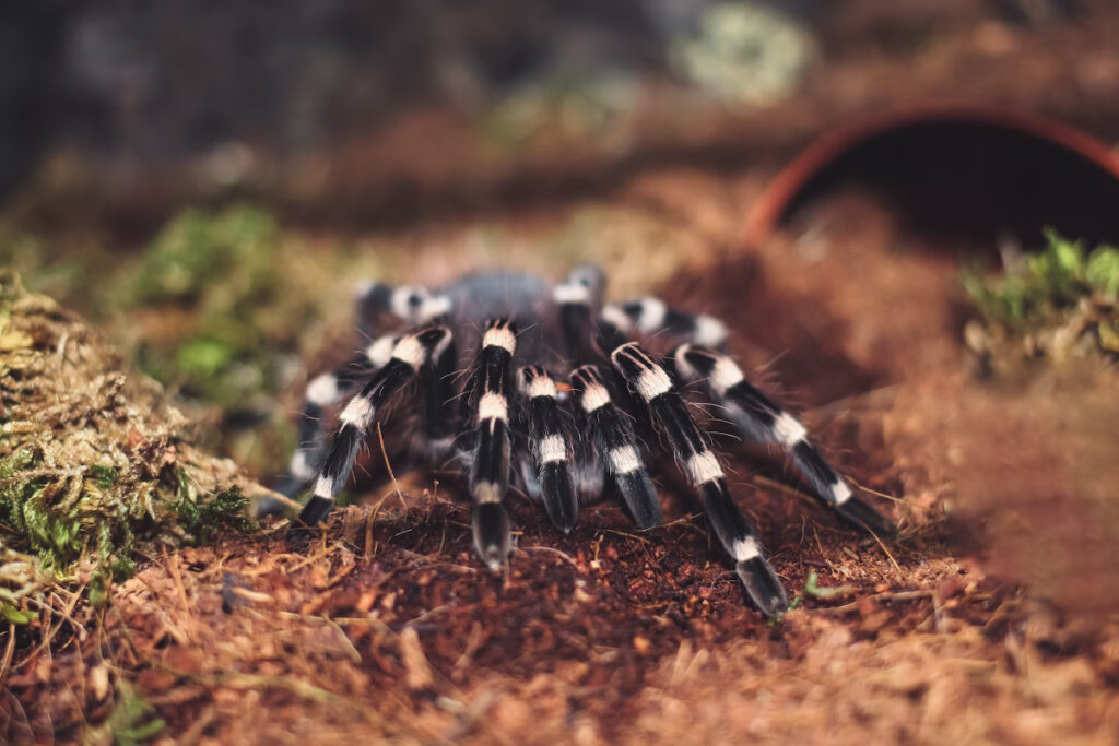 grosse araignée