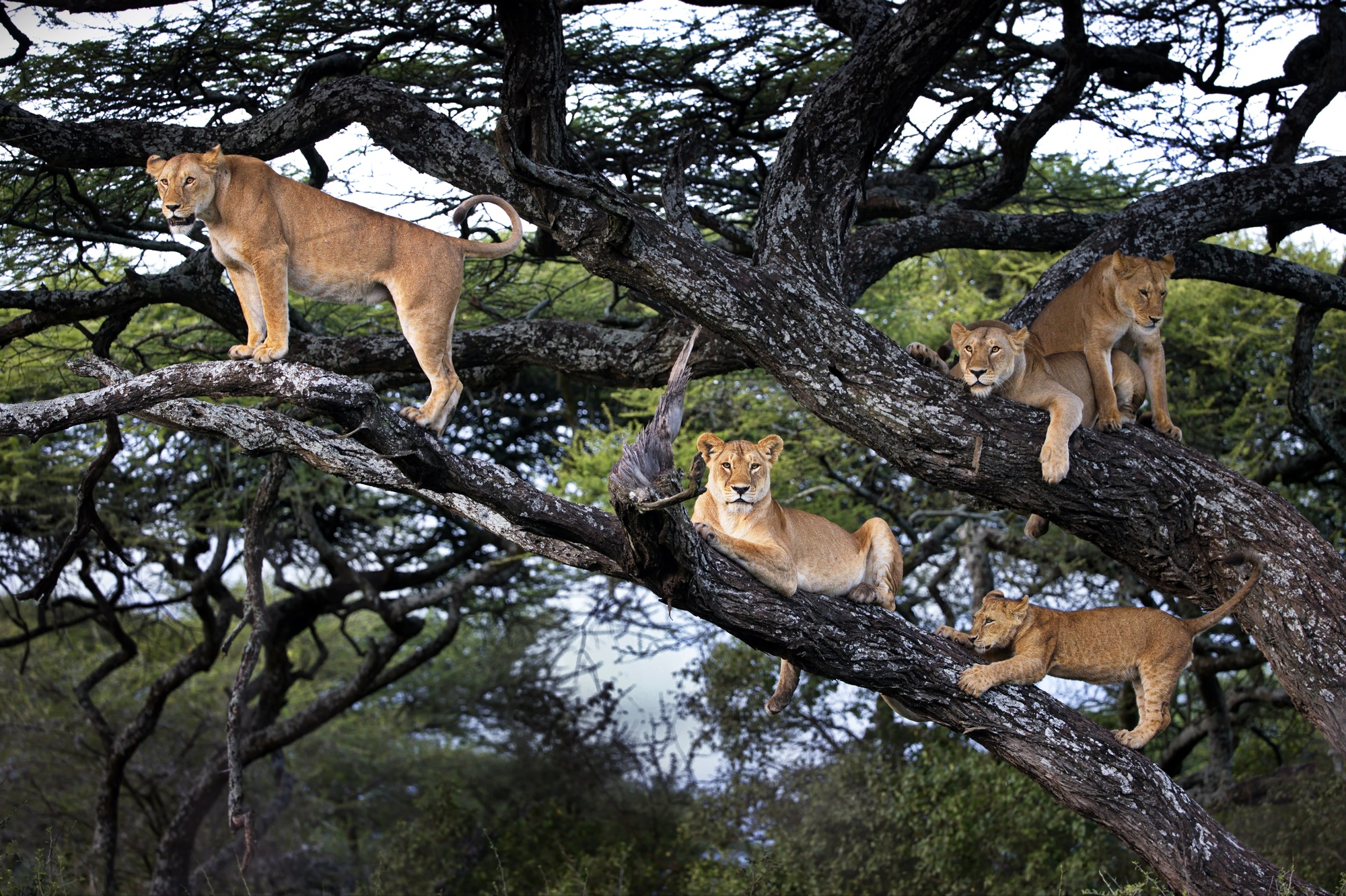 climat tanzanien