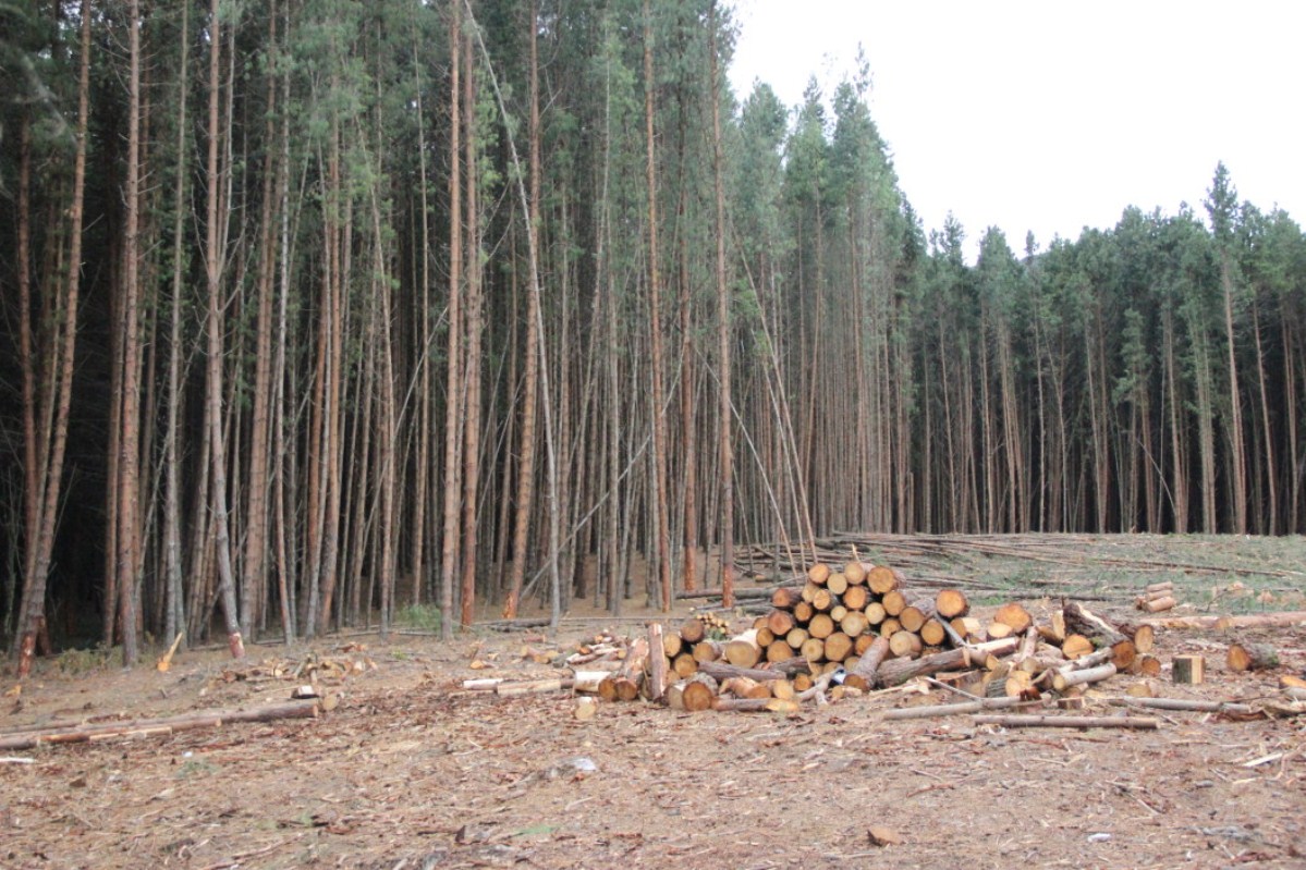 la déforestation