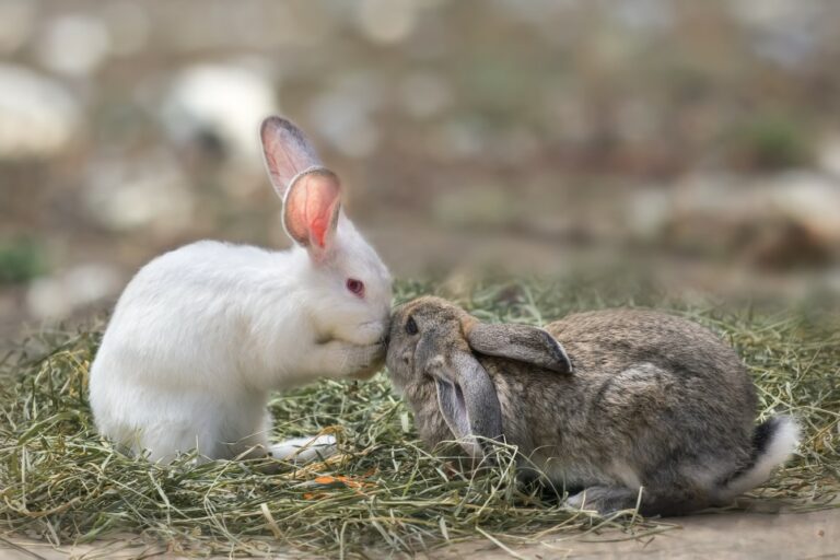 Combien de temps vivent vraiment les lapins