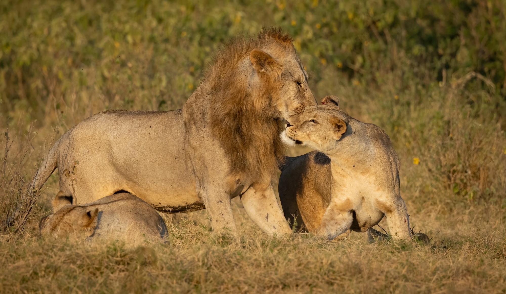 observer big five