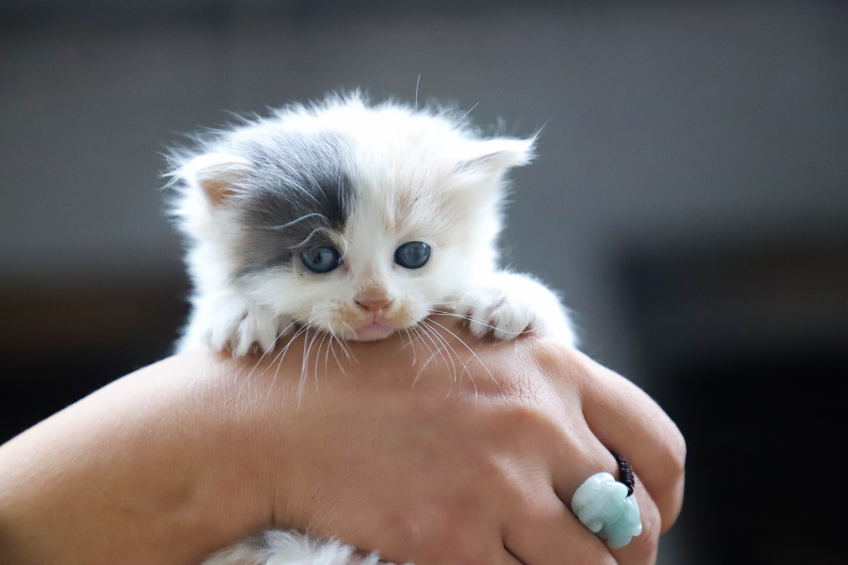 nom de chat mâle