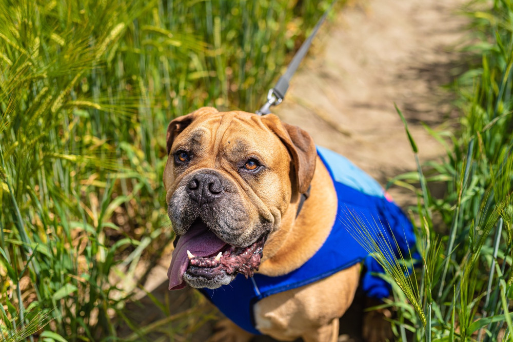 obtenir Bullmastiff