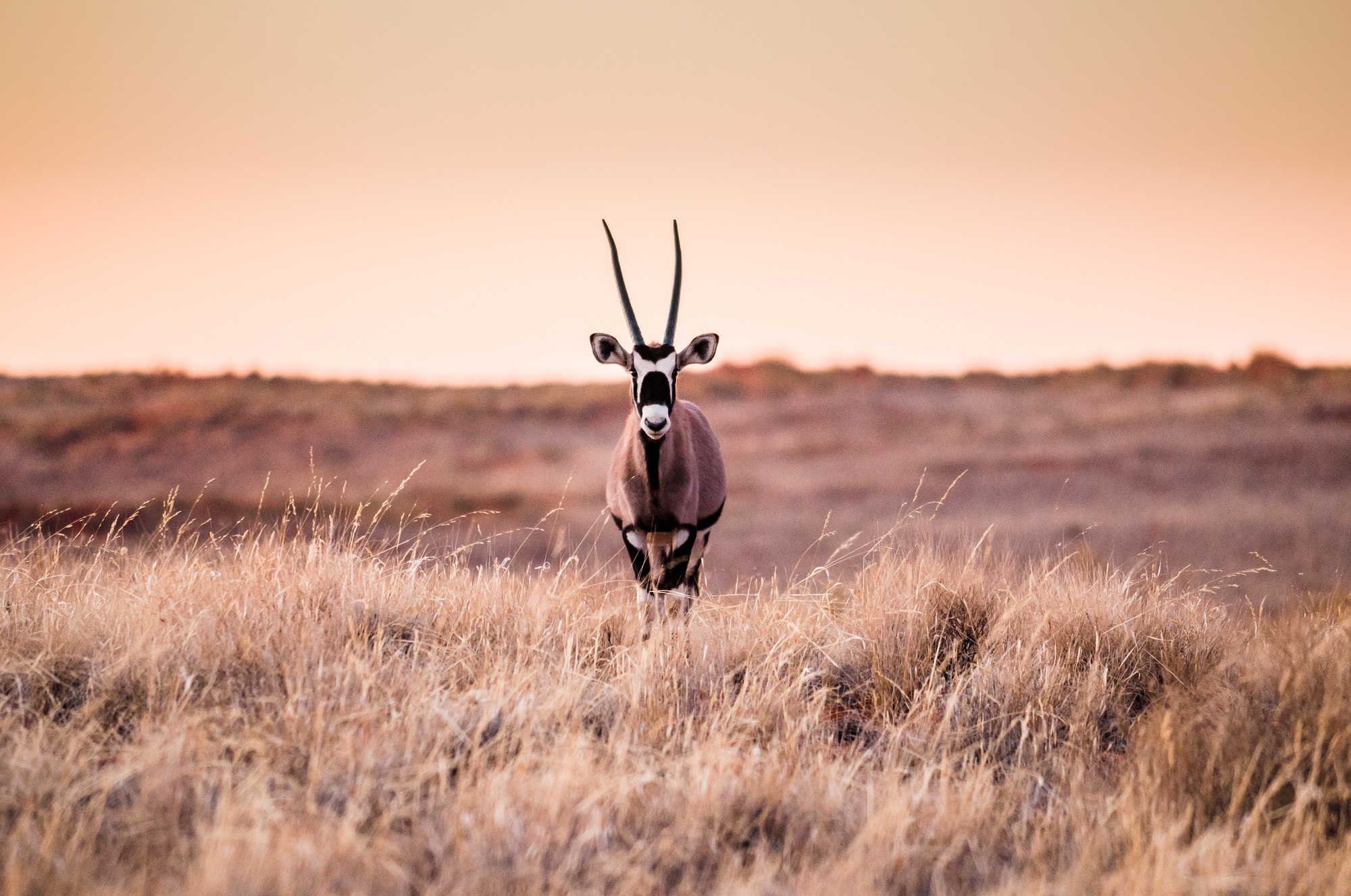 réserve naturelle NamibRand