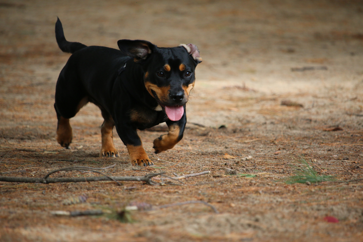 prénom choisir pour un chien noir