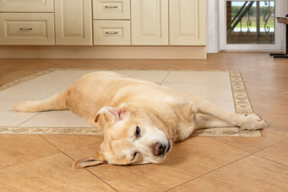 problèmes chiens