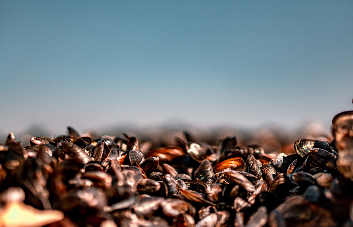 quantité de moules par personne prévoir