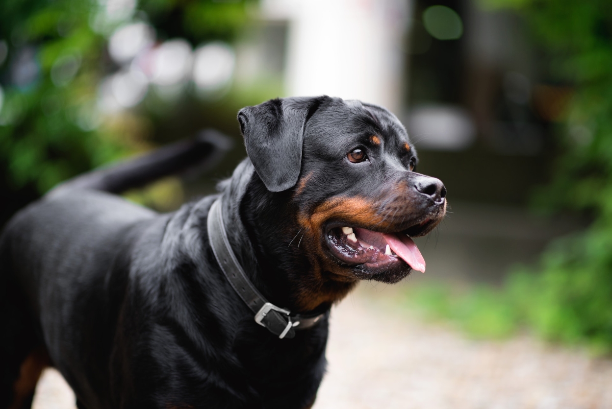 race Rottweiler