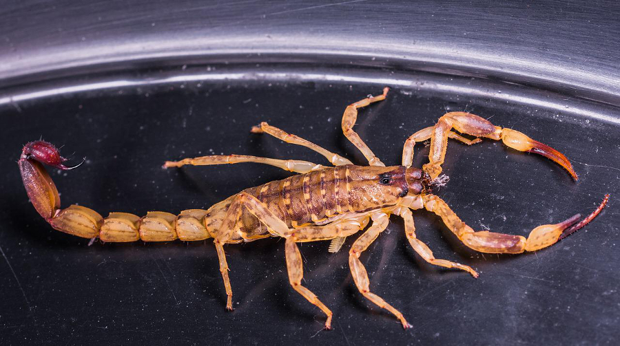 scorpion dangereux